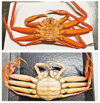 科学の「め」＜８２＞<br />ベニズワイガニとズワイガニ