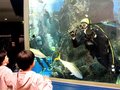 魚津水族館の人気スポットピッカピカ　滑川高生、水槽と潜水技術磨く