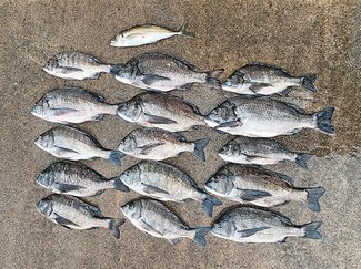 釣果はいけん<br />クロダイ体長４８センチ　内山知一さん（４８）富山市長附