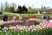 チューリップフェアが開幕し、色とりどりの花を眺める来場者