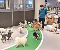 ＜産まない国　超少子化社会・韓国＞<br />第２部／家族のカタチ（３）　結婚に二の足 ペット溺愛