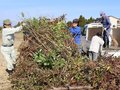 剪定枝回収、屋敷林守れ　砺波で秋のリサイクル大作戦