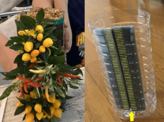 ⑧自由研究におすすめ!ペットボトルで花飾りを作ろう【富山でつくる!ポタジェガーデン】