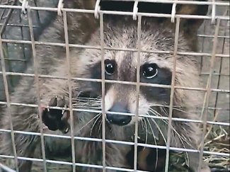 ＜ダニ博士の徒然草＞１３　五箇公一<br />実は凶暴なアライグマ