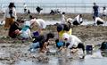 晴天の祝日に潮干狩り５千人