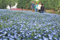 丘彩る青い花　砺波でネモフィラ見頃