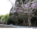 【桜・見ごろ】伊折橋左岸広場