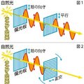 科学の「め」＜９７＞<br /><ruby>偏光<rp>（</rp><rt>へんこう</rt><rp>）</rp></ruby>って何？