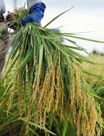 コメ、増産か生産調整か