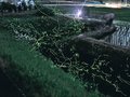 幻想ホタル乱舞　黒部・浦山で観賞会