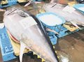 ２７０キロクロマグロ捕れた！！　魚津港で１００キロ超が複数本水揚げ、市場に活気