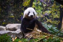 日中関係冷え込み、どうなる日本のパンダ。２月に迫る上野の「シャオ・レイ」返還期限。友好の象徴か、外交カードか