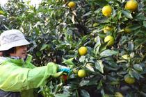 かんきつ「ジャバラ」収穫始まる