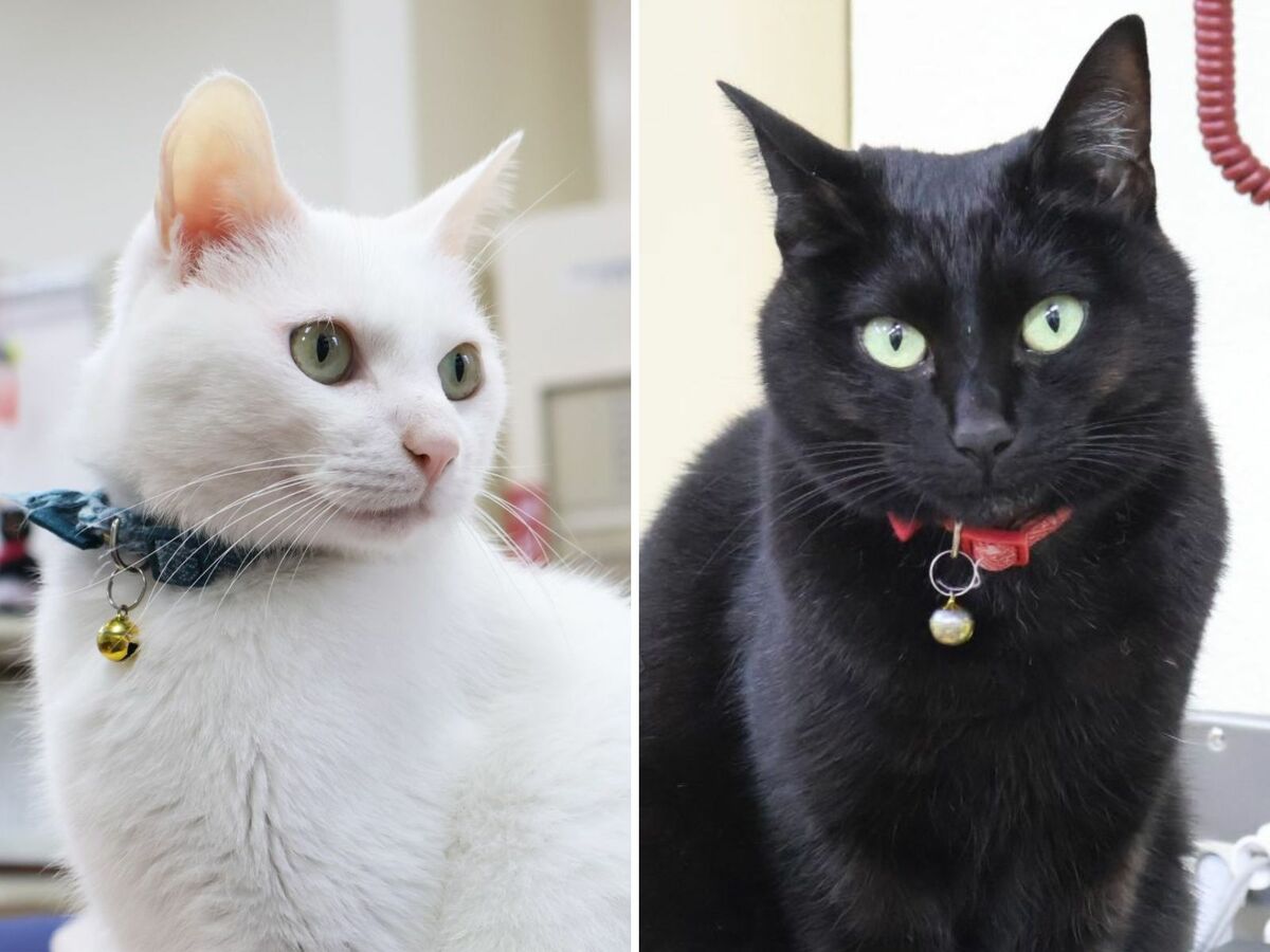 気になる、もふもふ【4】「阪本さん」と「はかせ」（立山町）｜北日本