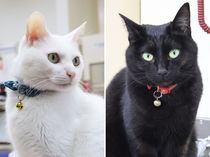 気になる、もふもふ【4】「阪本さん」と「はかせ」（立山町）