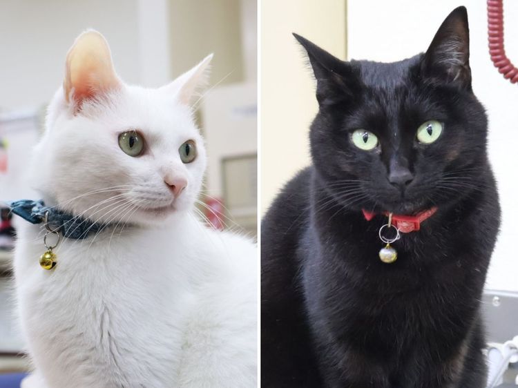 ゼロニイ＋｜北日本新聞webunプラス