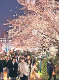 ３月２７日から松川べりの桜ライトアップ　２年ぶり