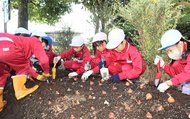 丁寧にチューリップ球根を植える砺波東部小学校の児童＝砺波チューリップ公園北門周辺