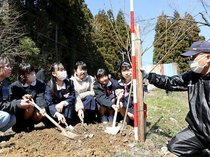 庄川のシンボル「桜」未来へ　庄川小６年生、卒業式後に植樹