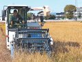 二番穂を刈り取り　高岡市が再生二期作実証実験