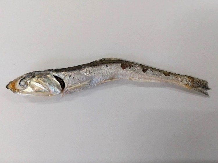 煮干しを解剖してみよう♪【身近な食べ物で自由研究①】 コノコト