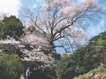 氷見のエドヒガン大木、満開　市の天然記念物「余川古寺の桜」