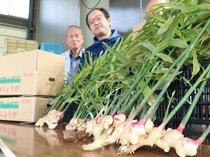 「上市新しょうが」出来栄え確認　１４日に初出荷