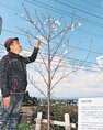 開花した嘉代子桜を見つめる音琴さん