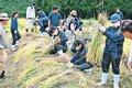 昔ながらの作業習う　氷見高生、「棚田遺産」で稲刈り