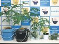 県内の大麻摘発、過去最多ペース　２４年１～１０月に４０人、２９歳以下が８割