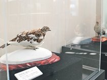 富山の生き物、間近に　立山カルデラ砂防博物館収蔵品展、ライチョウの剥製初公開