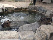 お湯の中でほっと一息　富山市ファミリーパークで「カピバラの湯」始まる