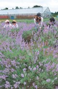 優しい香りに包まれて　富山の農園でラベンダー見頃