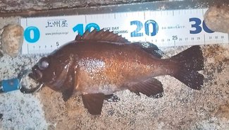 釣果はいけん<br />メバル体長２９センチ　常川菜緒さん（１４）富山市藤木