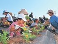 廃寺跡、花いっぱいに　庄川・天正で３世代が花壇植え込み