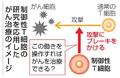 進む制御性Ｔ細胞の研究