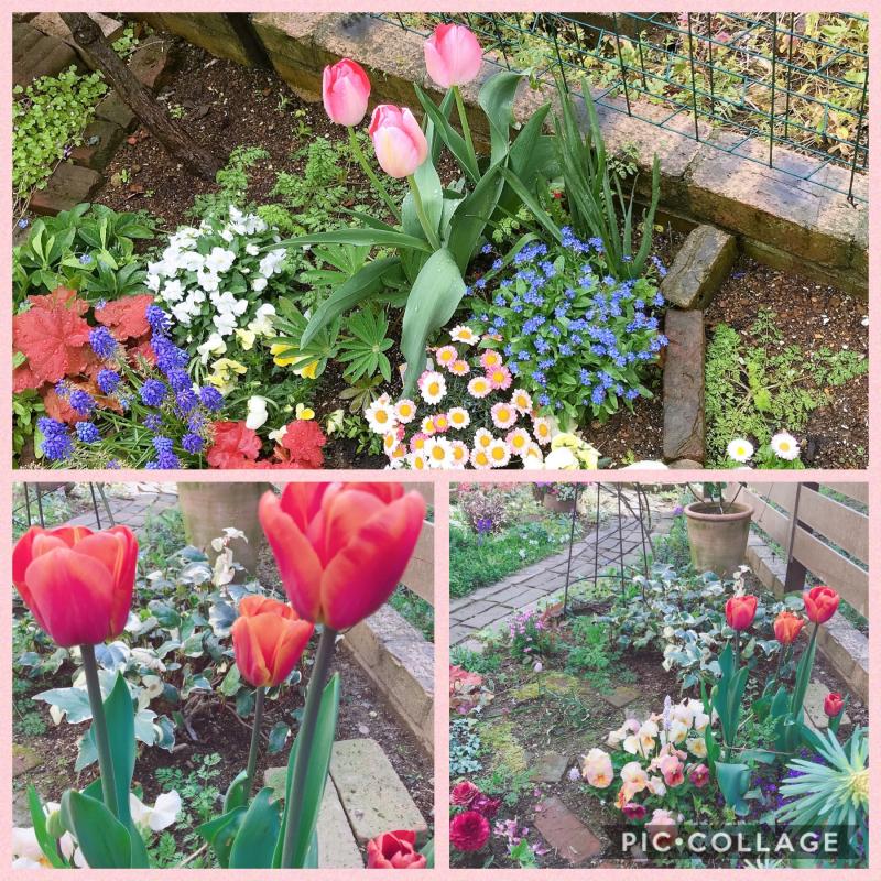 チューリップの寄せ植え コノコト｜北日本新聞webunプラス