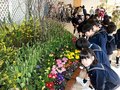 春の雰囲気漂う　砺波・県花総合センター、桜やプリムラ咲く