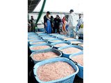 シロエビが入った籠がずらりと並ぶ＝新湊漁港