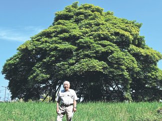 ＜未来へつなＧＯ！＞タブノキ保存活動の堀田泰介さん（富山市）<br />樹齢２００年の大木治療