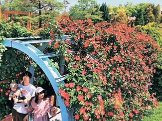 科学の「め」＜８８＞<br />バラが<ruby>咲<rt>さ</rt></ruby><ruby>く季節