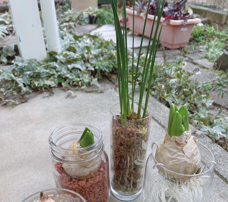 ヒヤシンスが満開！その後の球根は…【富山でつくる！ポタジェガーデン