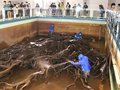 今年の汚れすっきり　魚津埋没林博物館、水抜き樹根掃除
