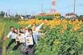 ヒマワリ×電車、写真映え　舟橋のサンフラワープロジェクト、食害・猛暑耐え見頃へ
