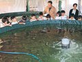 トラフグかわいいね　氷見・西の杜学園１年生、陸上養殖場を見学