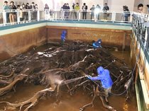 今年の汚れすっきり　魚津埋没林博物館、水抜き樹根掃除