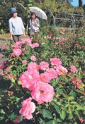 甘い香り 秋のバラ　氷見あいやまガーデン