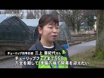 フェア満開へ生育調整　砺波チューリップ公園、遮光ネット早めの準備<br />