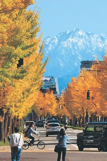 色づく並木、剱岳と共演　富山・磯部町