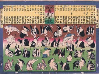 ウサギの印象 時代で変化　アレス動物医療センター（高岡）沖田将人さん、どうぶつ百景展でトーク